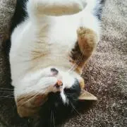 子持ちししゃもの画像