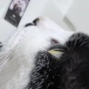 存命