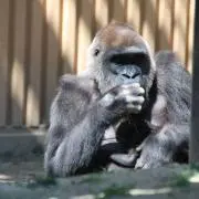 GMTの画像