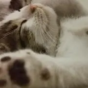zuzu&neufの画像