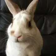 としきよの画像