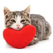 ねこみみの画像