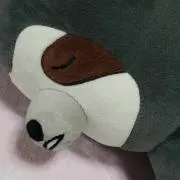 ポン太の画像