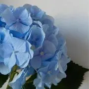 y.