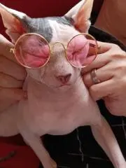 よろの画像