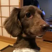 モナカの画像