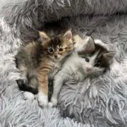 愛ちゃんの画像