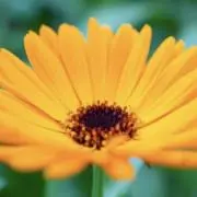 キンセンカの画像