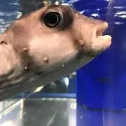 蛇口