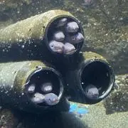 はなりんはるま※プロフ参照で※の画像