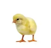 ひよこの画像