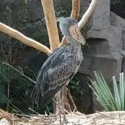 こりそ