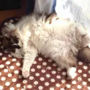 りゅう。