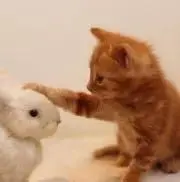 ミケすこ