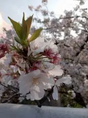 ぽんじゅの画像