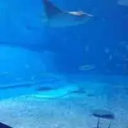 バンビの剥製 小鹿 本物 美品 - メルカリ