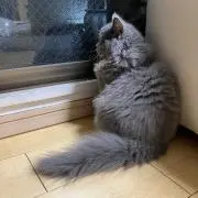 maiの画像
