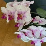 たまの画像