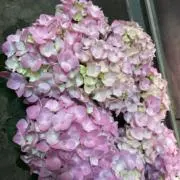 retii  値下げ中✨まとめ売り歓迎の画像