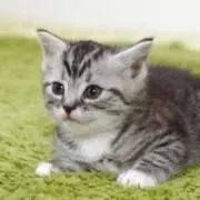 チョコ