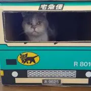 にゃんこのみみ