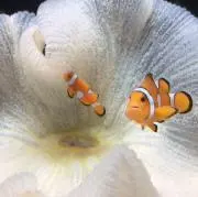 Satoの画像