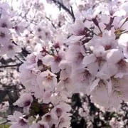 ぽこの画像