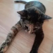 ふくねこの画像