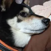チビ【プロフ必読】の画像