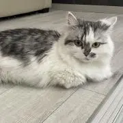 monoの画像