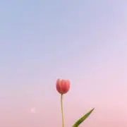 くじらの画像