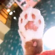 SHIOの画像