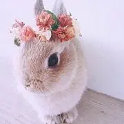 cocoの画像