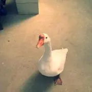 ゆっこ
