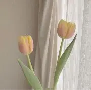 lliの画像