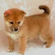 hirocielの画像