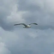たまえの画像
