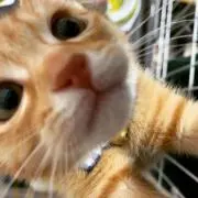 まみぃぽこ