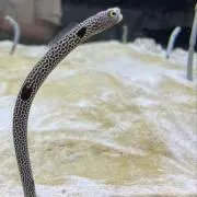 すぐるの画像