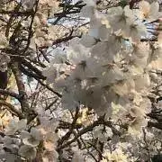 OOHIの画像
