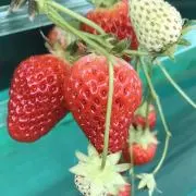 ぱーるの画像