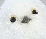 rogerchanの画像