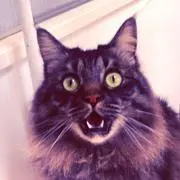 ねここの画像