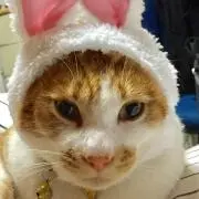 猫氏