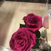 Reikaの画像