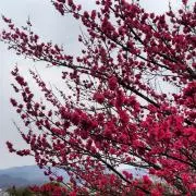 ももの画像