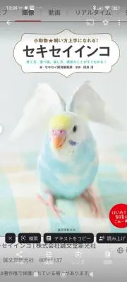 Budgieの画像
