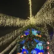 シャチの画像