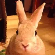 ぬん※値引不可※の画像