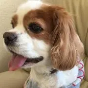 キャシの画像